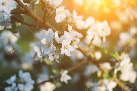 Follow the vibe and change your wallpaper every day! Spring Time Apple Tree Blossom Background With Sun Beautiful Stock Photo Picture And Royalty Free Image Image 122018568