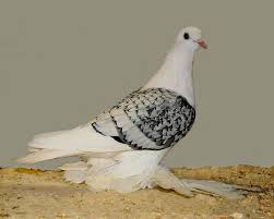 Saxon Shield Pigeon Blue Spangle Toy Stencil White On Blue Check Saddle Guzel Kuslar Evcil Hayvanlar Hayvanlar