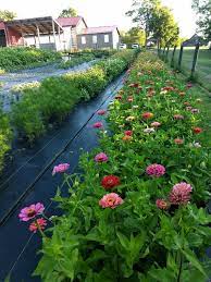 Surprise your loved ones with a fresh proflowers® flower delivery. U Pick Flowers Knobstone Flower Farm