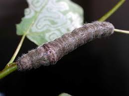 Image result for Pygaera timon