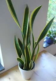 Kamus besar dari lidah jin dalam bahasa indonesia. Sansevieria Atau Lidah Mertua Tumbuhan Penyerap Racun Alamendah S Blog