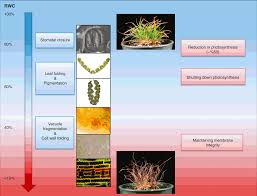 Image result for Xerophyta scabrida