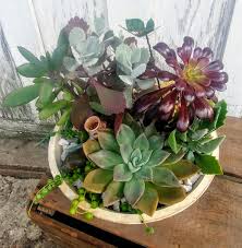 Get the best deals on cacti spring flowering cactus & succulent plants. Succulent Dish Garden In Severn Md Willow Oak Flower Herb Farm