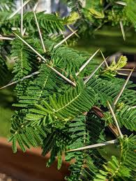 Image result for Acacia abyssinica