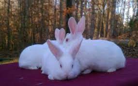 15 New Zealands Rabbits Ideas