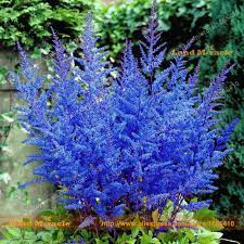 Image Result For Astilbe Flower Seeds Flowers Perennials Titan Arum