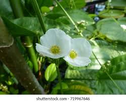 Image result for Alismataceae