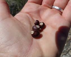 Image result for Pappea capensis