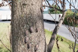 How to get rid of lanternflies. How To Get Rid Of Lanternflies Naturally Ultimate Tutorial Bugwiz