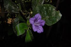 Image result for Ruellia praetermissa