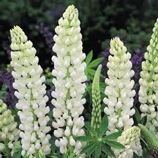 Check spelling or type a new query. Expert Advice On Growing Lupins In The Uk
