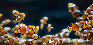 Browse millions of popular fish wallpapers and ringtones on zedge and personalize your phone to suit you. Amazon Com Clown Fish Hd Wallpapers Appstore For Android