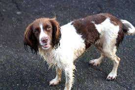 It is often referred to did you for instance know that some brittany's are born with naturally short tails, while others have long tails? Mini Brittany Spaniel Profile Care Description Temperament Dog Dwell
