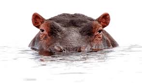Disgraced poet ted wallace is summoned to his friend's country manor to investigate a series of unexplained miracles. So You Want A Hippopotamus For Christmas Think Again Man Mauled To Death By Pet Hippo He Described As Like A Son Outdoorhub