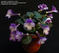 Plantfiles Pictures Miniature Sinningia Gloxinia Brazilian Gloxinia Florist S Gloxinia Violet Slipper Ruff Enchanting Garden Miniature Plants Wood Nymphs