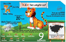 Animal Chart For Kids Tiger Poster Size A3 11 7 X 16 5