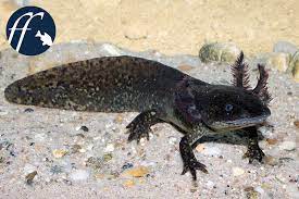 Please check out the caudata classifieds, where other hobbyists list sales. Wird Der Axolotl Gerade Endgultig Ausgerottet Aqualog De
