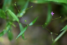 Image result for Oldenlandia affinis