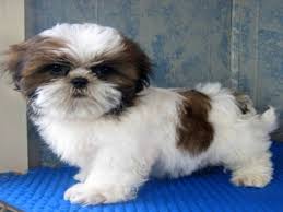 Imperial shih tzu puppies for sale uk. Shih Tzu Puppy Quotes Quotesgram
