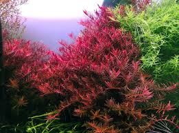 Image result for Rotala