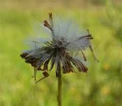 Image result for Senecio madagascariensis