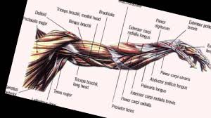 Bodybuilding Anatomy Arms Youtube