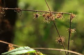 Image result for Triumfetta pilosa