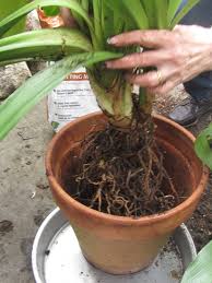 Clivia planted in the garden probably will not need watering over winter. How To Divide And Repot Clivia Miniata A Naturalist S Table