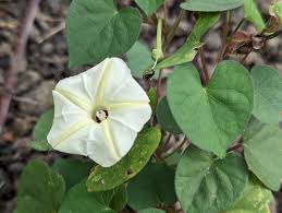 Image result for Ipomoea obscura