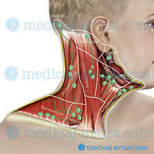 The head rests on the top part of the vertebral column, with the skull joining at c1. Anatomy Of The Head And Neck Medical Illustrations Showing The Anatomy Of The Face Head And Neck Including Related Muscles