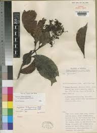 Image result for Psychotria mahonii