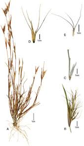 Image result for Leptochloa uniflora
