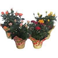 What kinds of flowers does in stock? Fresh Flowers At Food Lion Instacart