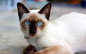Are there different type of siamese cats? 8 Asian Cat Breeds Popular Cats From Asia With Photos