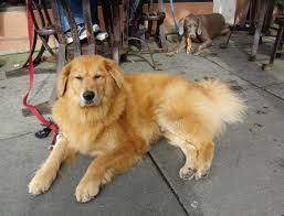 Double Dog Day Mulligan The Golden Retriever Bernese Mountain Dog And Kaya The Weimeraner The Dogs Of San Francisco