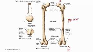 According to your text , the term pelvic girdle refers only to the left and right ossa coxae (each of which is composed of the ilium, ischium, and pubis). Pelvic Girdle And Lower Limb 20160215 185414 6 Youtube