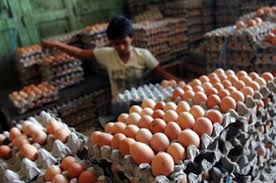 Telur ayam merupakan hasil dari ayam petelur maupun buras yang terjadi karena dibuahi dari pejantan ayam. Langkah Kementerian Pertanian Kendalikan Harga Telur Nasional Tempo Co