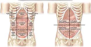 See how much you know, the result may surprise you. Anatomical Position Abdominal Regions Diagram Quizlet