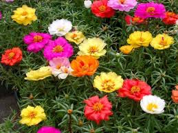 Other names for purslane plant include verdolaga, pursley, or red root. Portulaca Grandiflora Alchetron The Free Social Encyclopedia