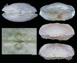 Image result for Galeomma