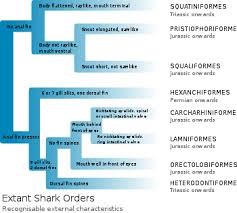 Outline Of Sharks Wikipedia