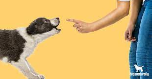 Having your dog on a good leash or harness will help you control your dog in case he starts barking or lunging. 4 Reasons Your Dog Barks And How To Stop It Dogs Naturally Magazine