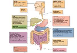 Take the quiz below and take a trip down the digestive system! Biology Questions And Answers Form 1 Biology Quizzes Trivia Answer
