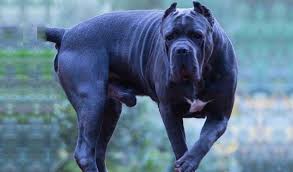 Train your cane corso to learn how to function in public settings. Cane Corso Dog Breed Characteristics Mixes Pictures