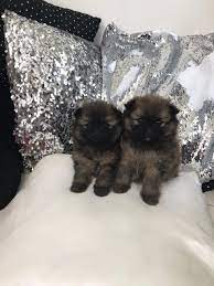 Kuwait Dogs And Puppies Adoption And Sales Email Us At Khaleelsalafi Hotmail Com Stunning Puppy Adoption Pomeranian Puppy For Sale Goldendoodle Puppy For Sale