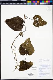 Image result for Ipomoea chloroneura