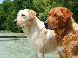 Labrador retriever breeder ontario purebred labrador retriever puppies. Obesity Appetite And A Gene Mutation In Labrador Retrievers Pethelpful