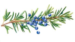 Image result for Cassinopsis ilicifolia