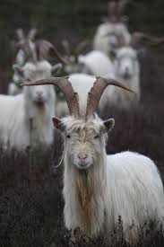 Voice Of Nature Animals Goats Animals Beautiful