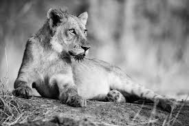 Les Animaux De La Savane Se Mettent Au Noir Et Blanc Blog Pixopolitan Apportez un doux air de savane à vos créations grâce au tissu gabardine élasthanne mat nilaja de couleur vert sapin. la savane se mettent au noir et blanc